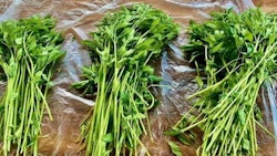 Hemp grown for Phase 2 of a hemp feed study being performed by Western Australia’s Department of Primary Industries and Regional Development