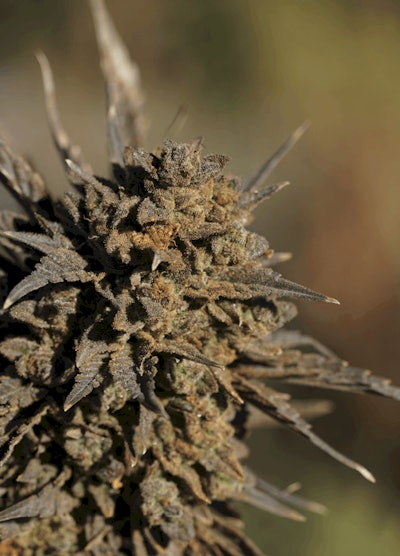 A CBD flower.