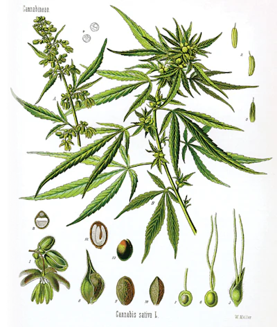 1 Cannabis Sativa Botanical Print Fmt