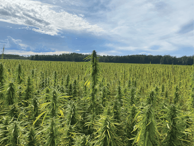 A hemp grain seed field in Sweden.