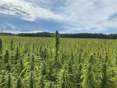 A hemp grain seed field in Sweden.