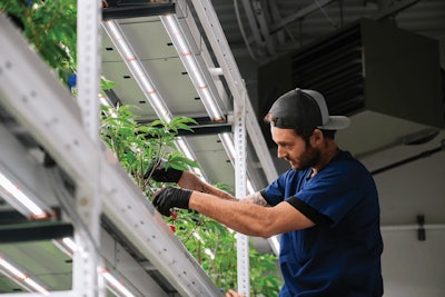 5 (photo Courtesy Of Proper Cannabis) Fmt