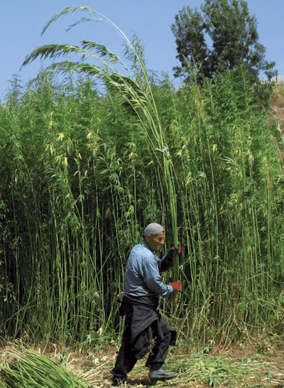 A hemp fiber harvest in Turkey.