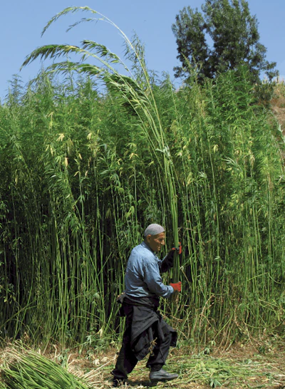 A hemp fiber harvest in Turkey.
