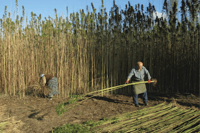 A hemp fiber and seed harvest in Turkey.