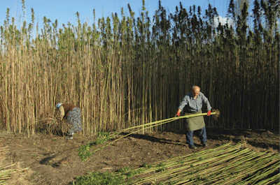 A hemp fiber and seed harvest in Turkey.