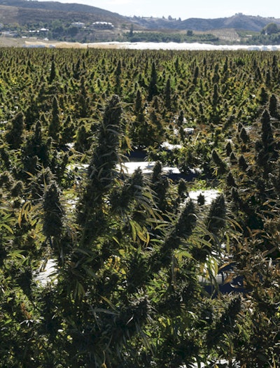 A field of CBD hemp in California.