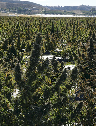A field of CBD hemp in California.