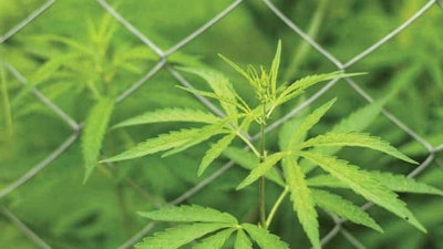 Adobestock276870398marijuanaleaveschainlinkfencefmt