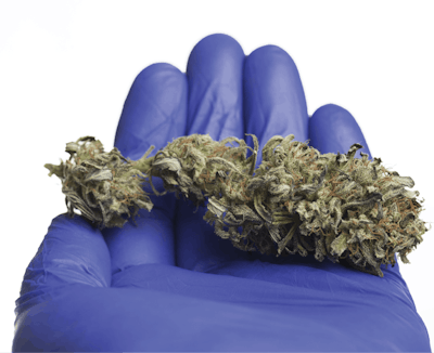 Adobe Stock 234531646 Medical Cannabis Fmt