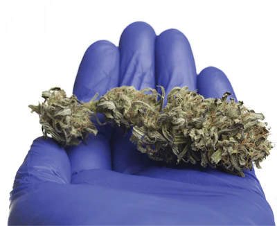 Adobe Stock 234531646 Medical Cannabis Fmt