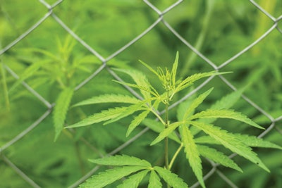 Adobe Stock 276870398 Marijuana Leaves Chainlink Fence Fmt