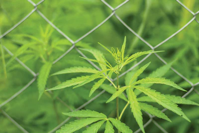 Adobe Stock 276870398 Marijuana Leaves Chainlink Fence Fmt