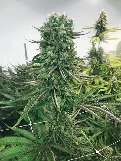 Cannabis Plants At Texas Original Compassionate Cultivation (2) Fmt