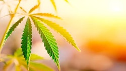 Cannabis Plant Adobe Stock Credit Aleksandr Resized