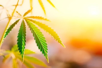 Cannabis Plant Adobe Stock Credit Aleksandr Resized