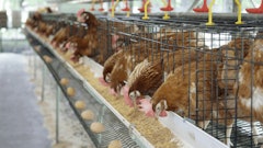 Laying Hens