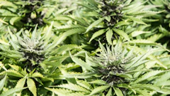 Cannabis Cultivation