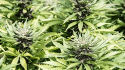 Cannabis Cultivation