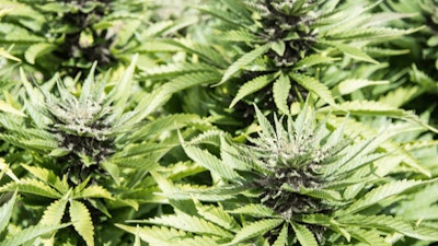 Cannabis Cultivation