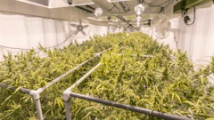 Cannabis Greenhouse