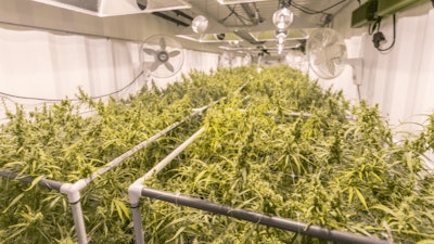 Cannabis Greenhouse