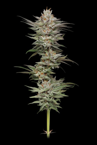 Don Carlos Photo Credit Humboldt Seed Co Erik nugshots Fmt