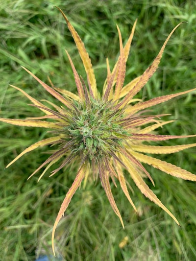 Golden Kush Cbd