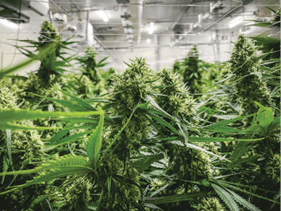 Grow Room 2 Fmt