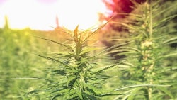 Hemp Adobe Stock294989953736x414