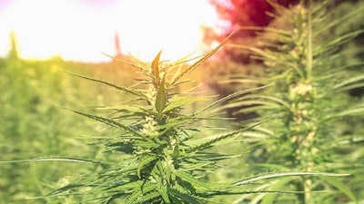 Hemp Adobe Stock294989953736x414