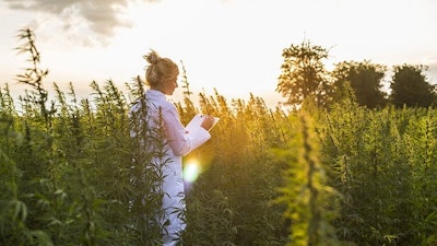Hemp Research Adobe Stock284313113736x414
