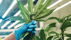 High Res Trimming Fmt