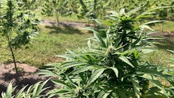 Lost River Farm's White CBG