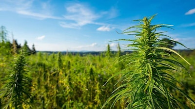 Marijuana Plants Outdoor Farm Adobe Stock Credit Dmytro Sukharevskyi Resized