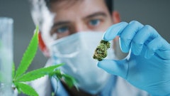 Mj Lab Testing Adobe Stock251994670736x414