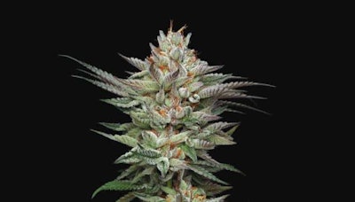 Don Carlos by Humboldt Seed Company