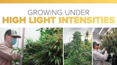 Soi2021 Lighting Social Media Posts5