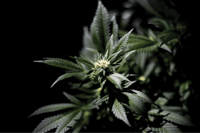 20211015 Royale Botanicals 0883 Fmt