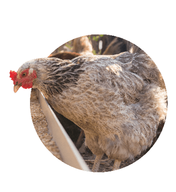 Adobe Stock 176363887 Chickens Eating Fmt