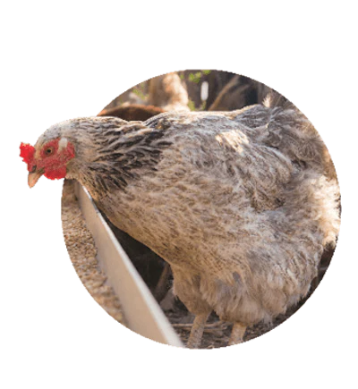 Adobe Stock 176363887 Chickens Eating Fmt