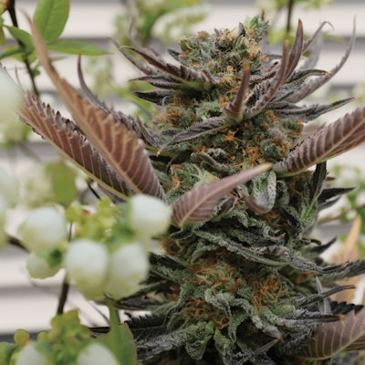 Adobe Stock 301060464 Fmt