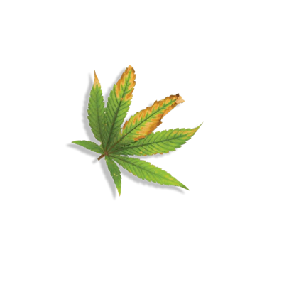 Adobe Stock 398316742 Fmt