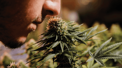 Adobe Stock 398316975 Cannabis Smelling Fmt