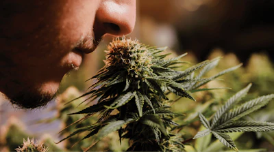 Adobe Stock 398316975 Cannabis Smelling Fmt