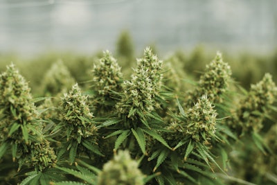 Cannabisbusinesstimes211007 B0035697 S Rgb Fmt