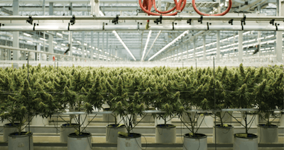 Cannabisbusinesstimes211007 B0035730 S Rgb Fmt