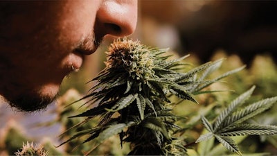 Cannabissmellingfmtcopy