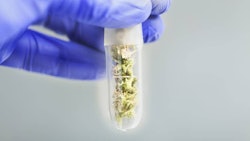 Cannabis Test Tube Adobe Stock Credit Elroi Resized