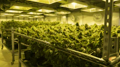Cannabis Greenhouse